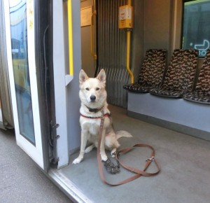 CIMG0859 straßenbahn